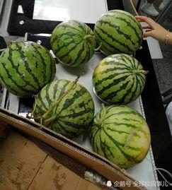 学校吃瓜头像